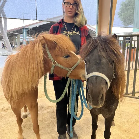 Horse