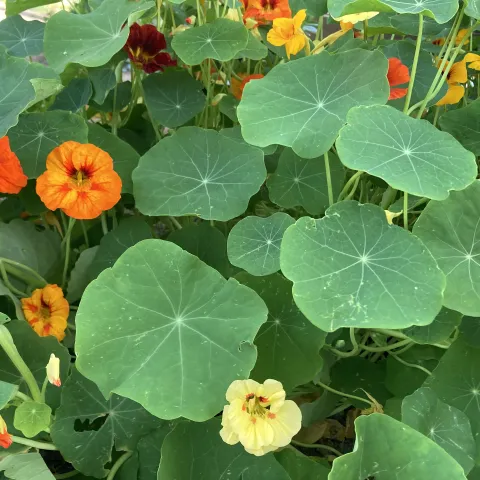 Edible flowers