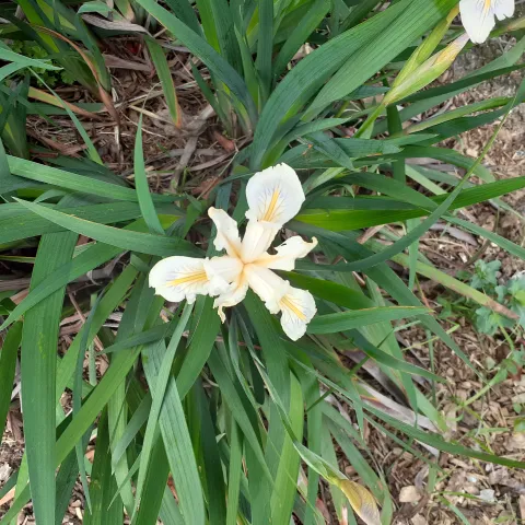 Munz Iris