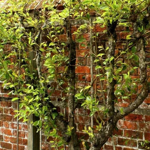 Backyard Orchard