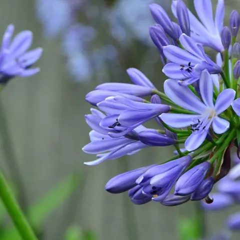 Perennials