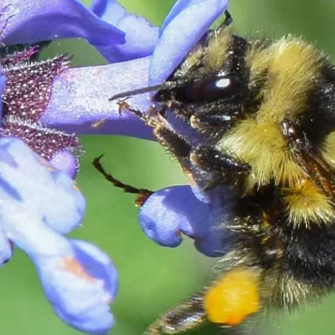 Bees