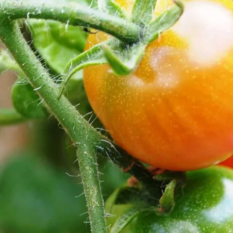 Tomatoes