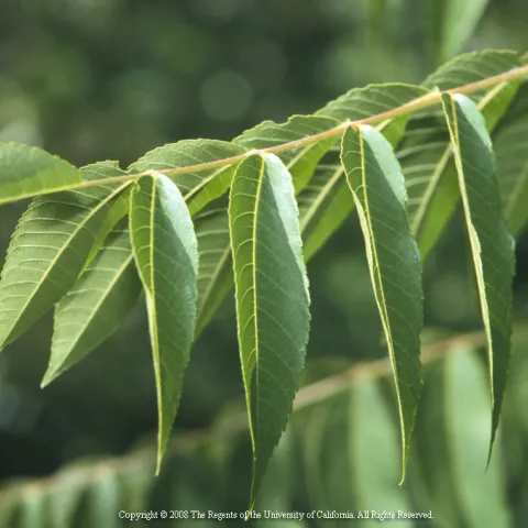 Tree-of-heaven foliage, UC ANR Repository