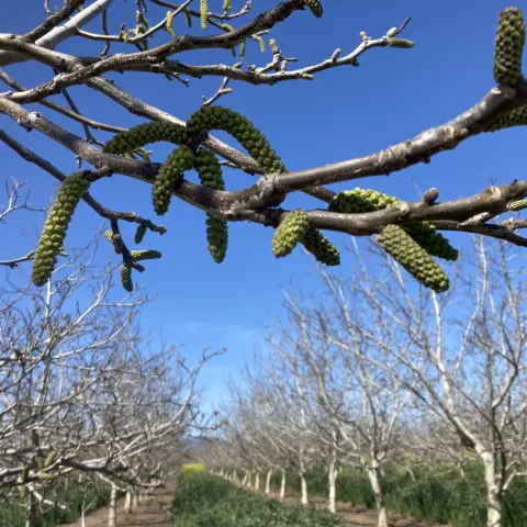 The buds shown on the walnut branches are male flowers called catkins