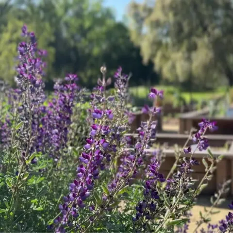 Lupin flowers