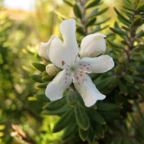 Westringia