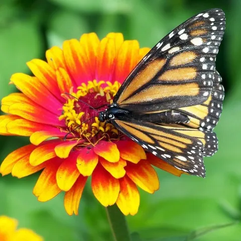  Zinnia with Monarch, J. Cloutier