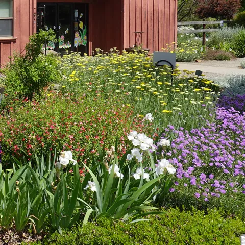 All-Star garden
