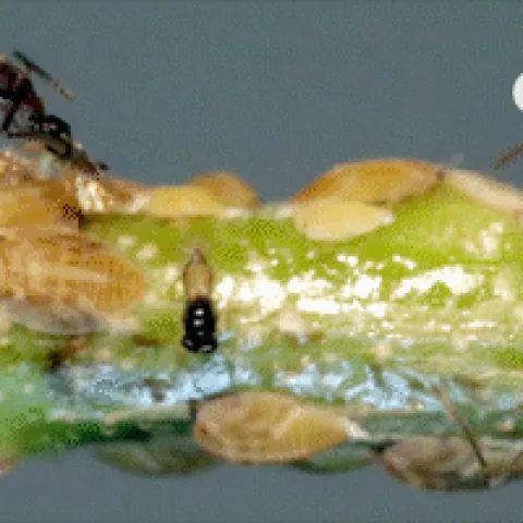 Argentine Ant vs Tamarixia