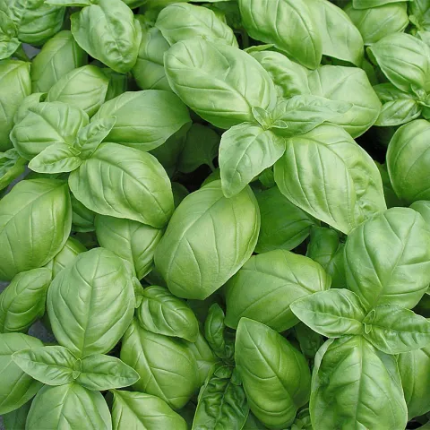 basil