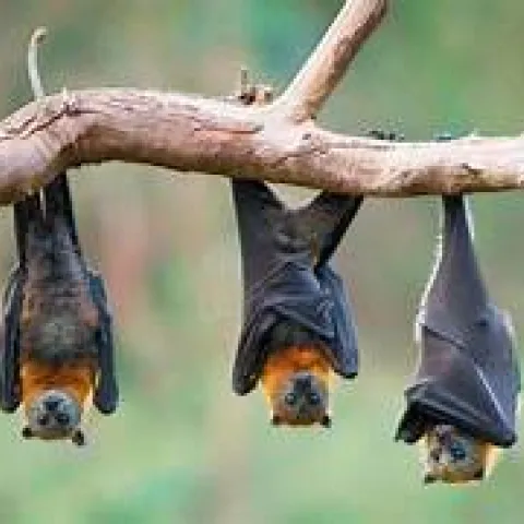 Alternative Pollinators?