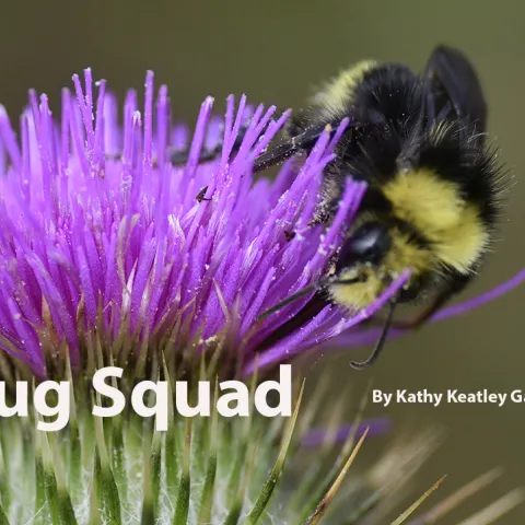 Bug Squad blog template. Bumble bee foraging on bull thistle.