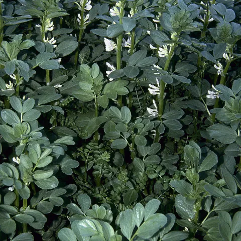 Fava bean mix cover crop