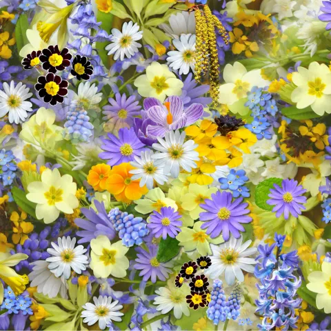 Spring flowers