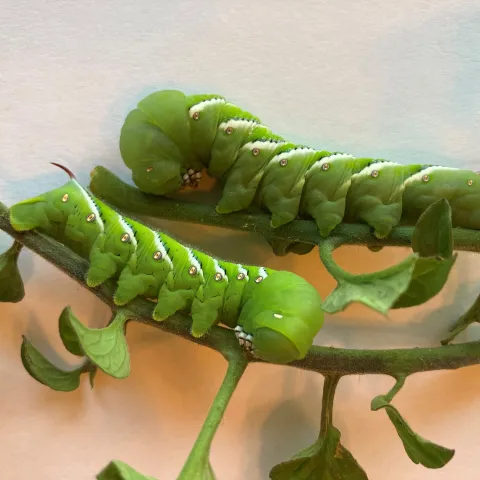 tomato hornworm