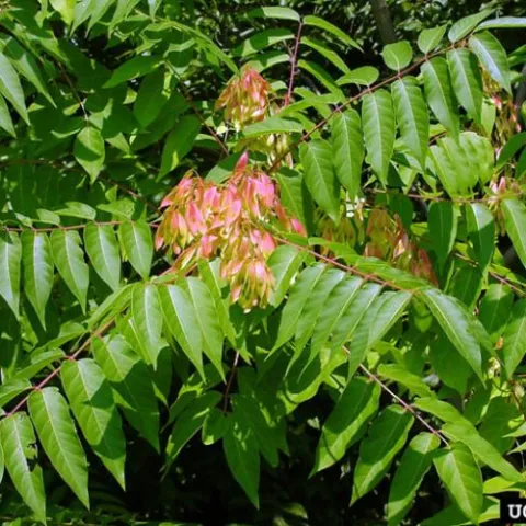 tree of heaven