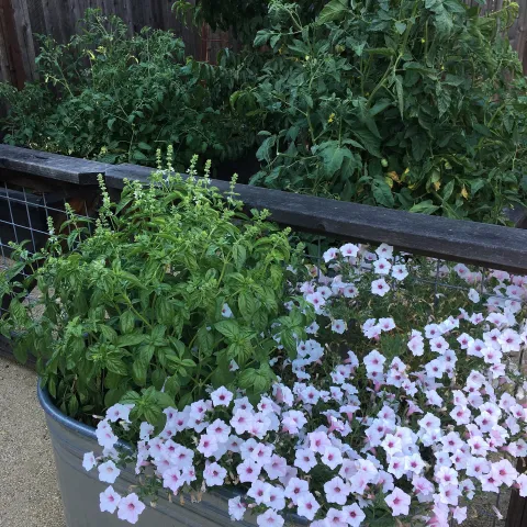 urban gardening
