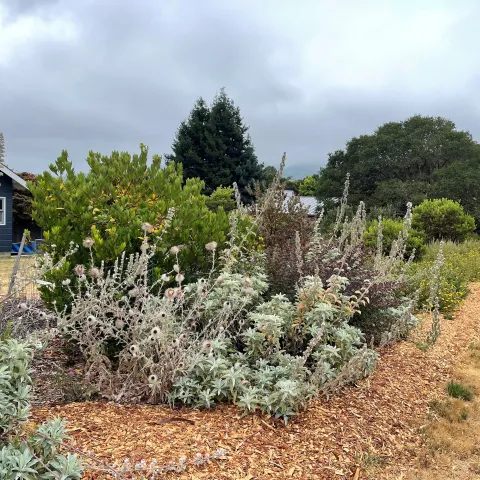 living windbreak
