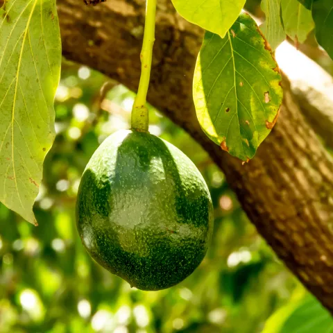 Avocado Tree