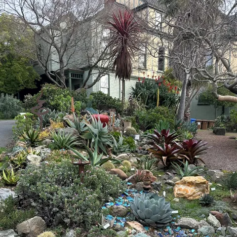 Falkirk succulents