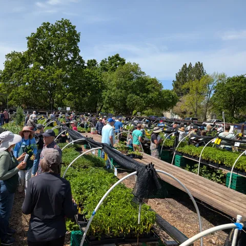 Master Gardener Great Tomato Plant Sale at Our Garden
