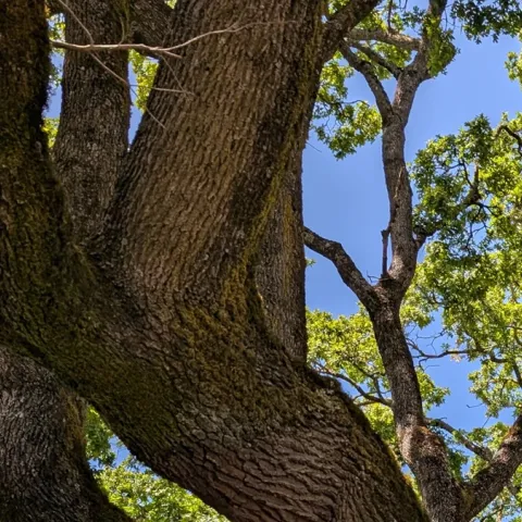 Tips for plants that grow well under oak trees