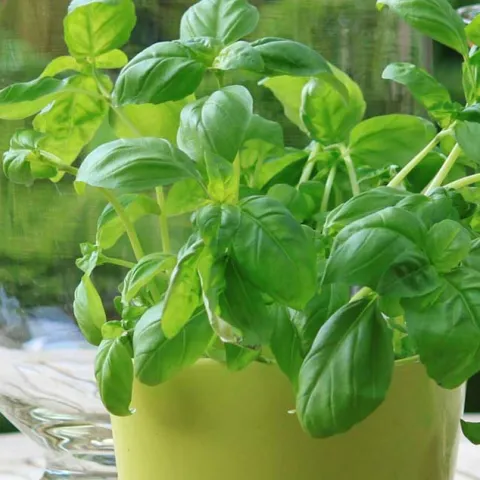 Herbs