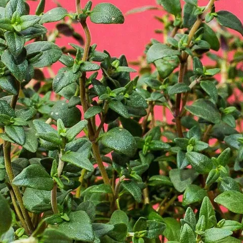 Herbs