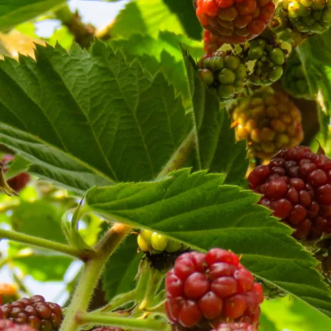 Raspberries