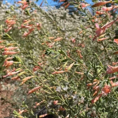 California native plants in Sebastopol Center for the Arts Demo Garden
