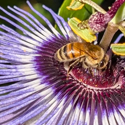 How to support the UC Master Gardener Program of Sonoma County