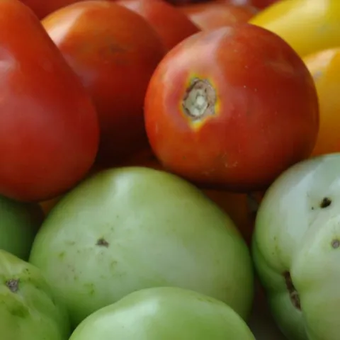 Tomatoes