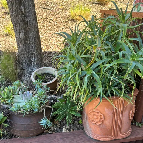 aloe