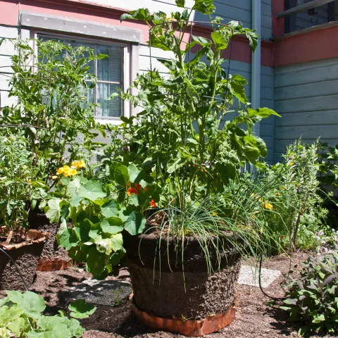 Vegetable garden with pots watered by drip system