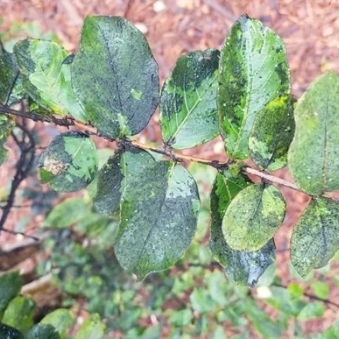 Crape Myrtle leaves with sooty mold