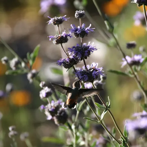 Allen's hummingbird