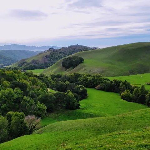 Briones East bay Regional Park photo by Marisa Neelson