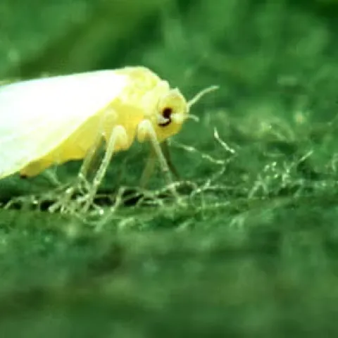 Silverleaf Whitefly (Courtesy of UCR-CISR)