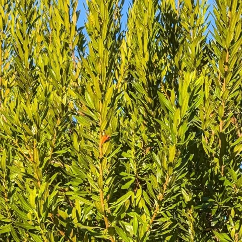 Best California native plants for a hedge row fence