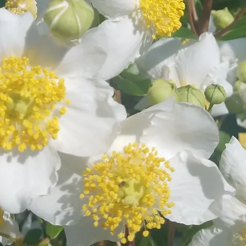 Carpenteria rare California native bush anemone