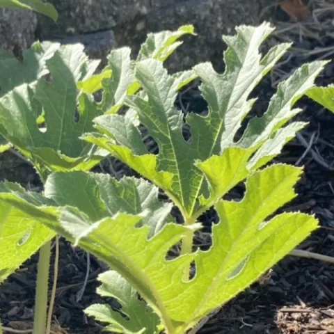 pumpkin vine