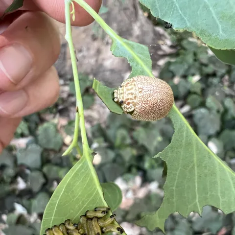 Dotted paropsine leaf beetle adult and larvae on a leaf. Chris Shogren