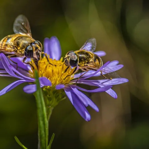 Drone fly