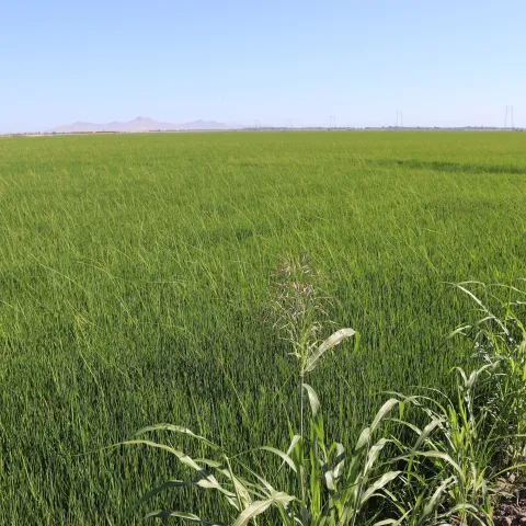 Bakanae field