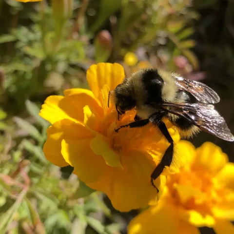 honey be on a marigold