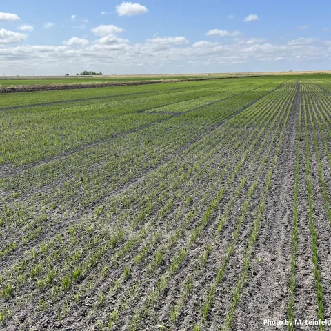 Rice cultivation in the Delta