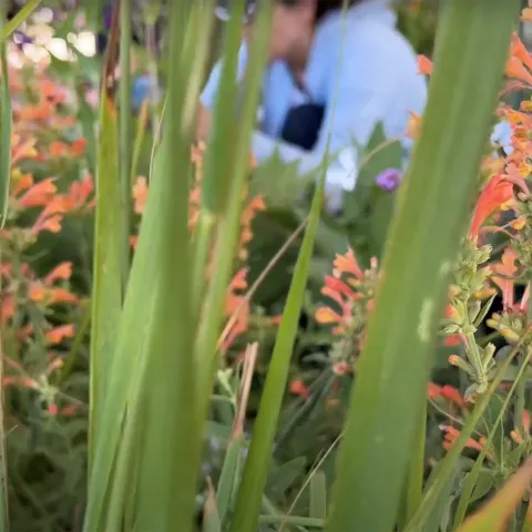 plant sale