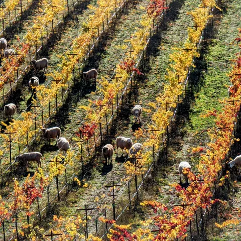 rows of vineyard being grazed by sheep and goats