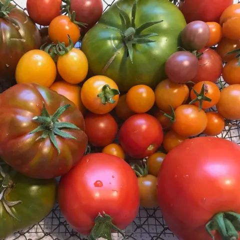 Pile of tomatoes